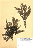 藏品(紅檜)的圖片